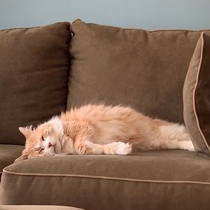 Meet your Posher, Abbie